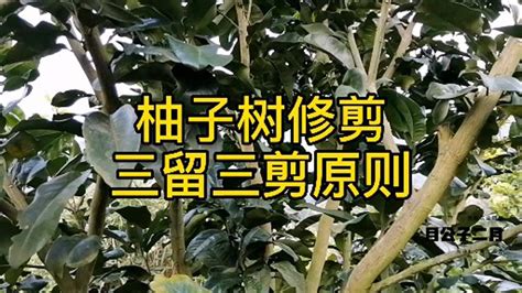 柚子樹修剪時間